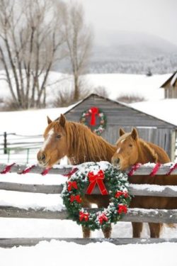 Xmas Horse Gifts