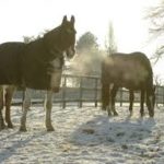 Coping in Wintertime
