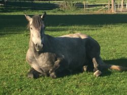 Grey horse in field to illustrate question - Could your grey benefit from Cowboy Magic products