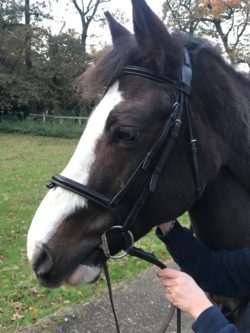 Pic of a horse in a bombers bit