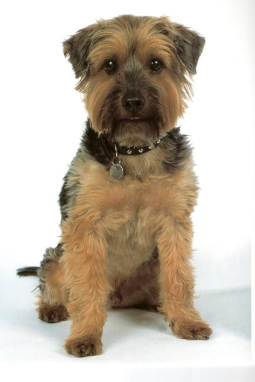 Weaver dog collars - for the dog in your life