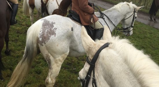 Grey horse to illustrate autumn bloodhound hunting